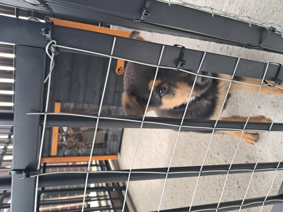 Recenzie produs - Padoc pentru câini, 1,2 × 2,4 × 1,5 m, acoperiș complet - metalgroup.ro